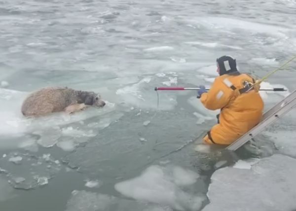 Heartwarming Rescue: Terrified Dog Saved from Icy Peril