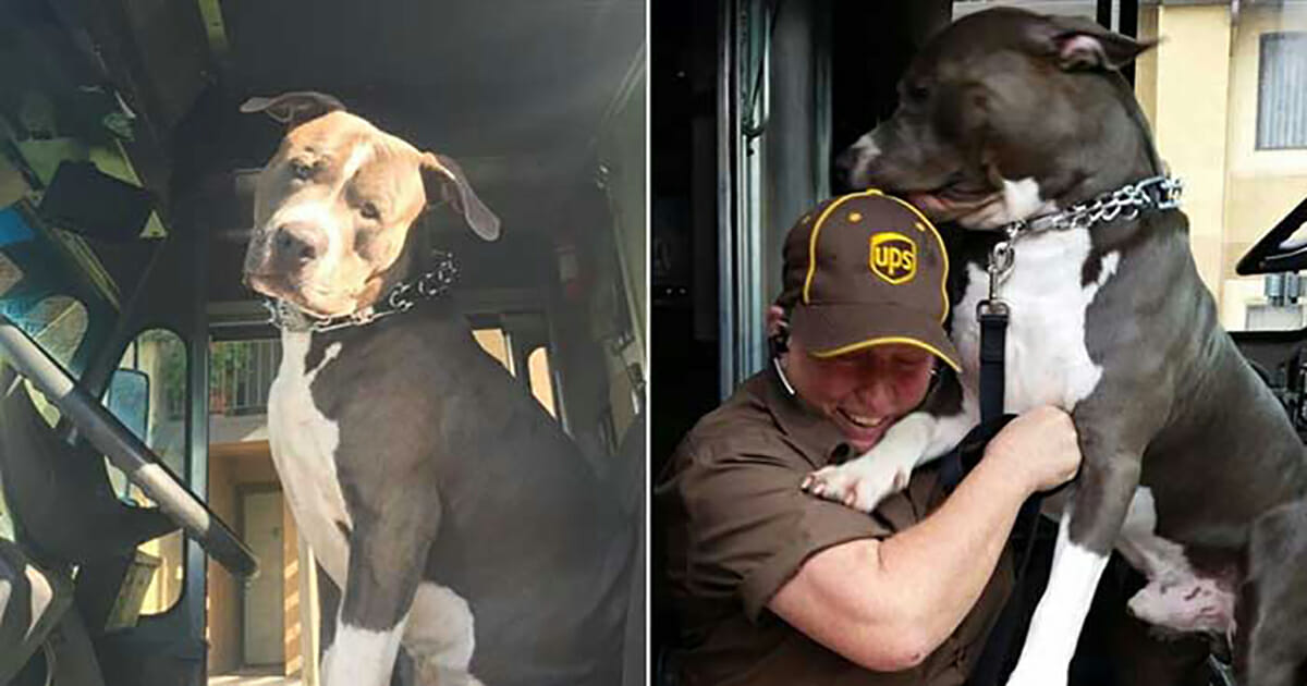 UPS driver becomes a hero by adopting a homeless pit bull after his owner’s passing