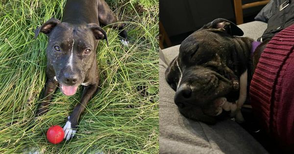 Pitbull Rescued from Dogfighting Ring Finally Finds a Happy Ending