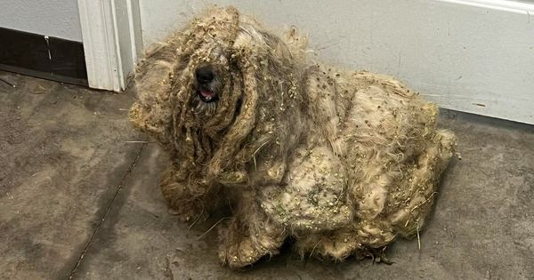 A Life-Changing Makeover: Neglected Dog Transforms After Being Rescued