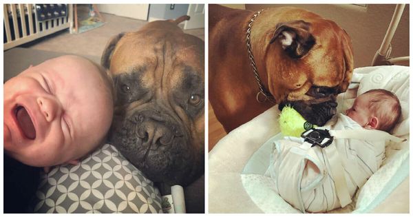 A Heartwarming Story: Dog’s Love for His New Baby