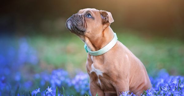 Friendly Bulldog Puppy ‘Saves Owner’s Life’ – An Unbelievable Tale of Heroism