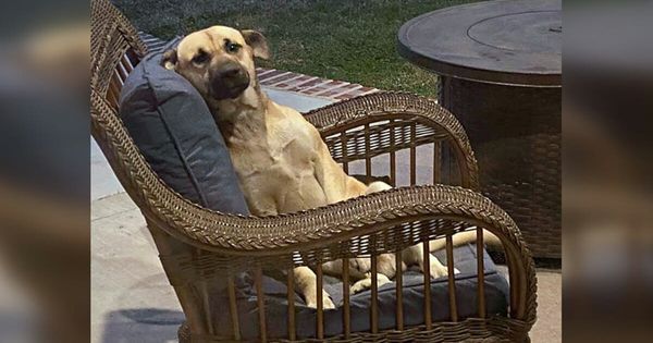 Woman Discovers Stray Dog on Her Porch and Helps Find Him a New Home