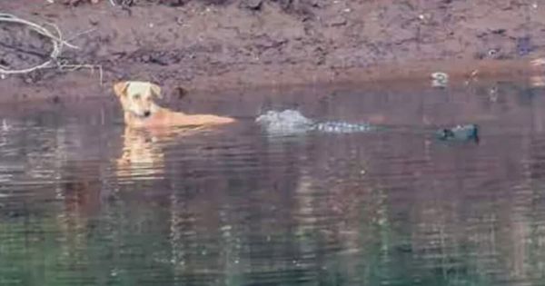 Three Crocodiles and a Stray Dog: A Surprising Encounter