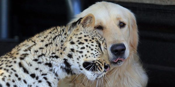 The Unlikely Friendships Between Dogs and Other Animals