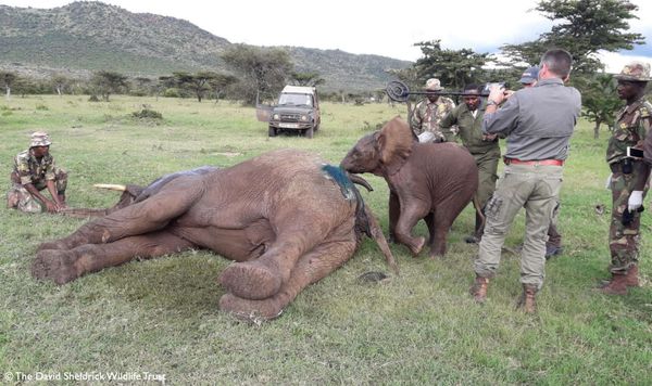 A Heartwarming Tale of Friendship: The Elephant Who Stood by his Injured Friend