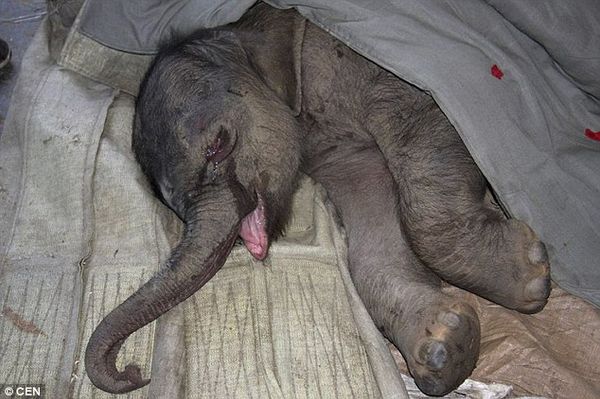 Heartbreaking Story of a Baby Elephant and Its Struggle for Love and Acceptance