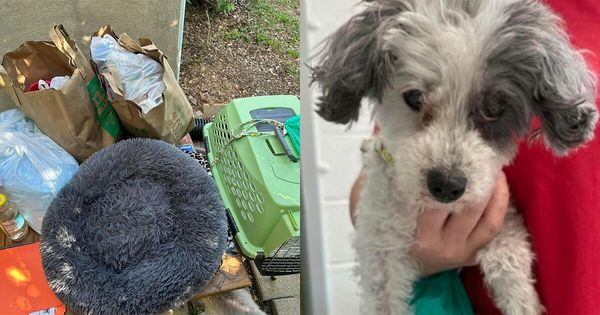 Rescued: The Inspiring Story of Princess the Senior Poodle