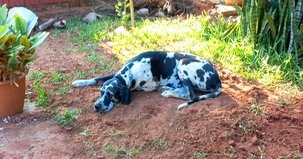 A Heartbreaking Tale: When a Dog Mourns the Loss of Its Best Friend