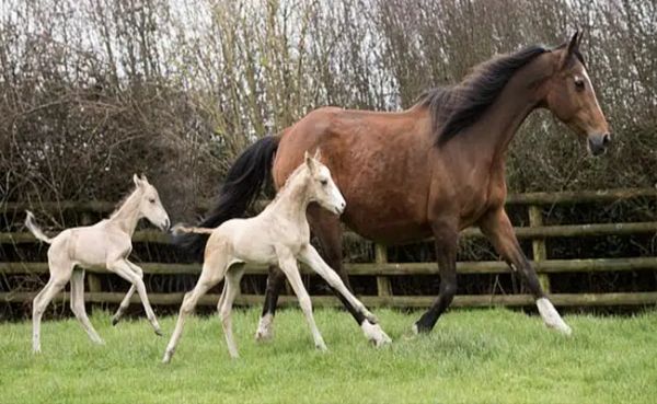 An Unbelievable Miracle: Old Horse Gives Birth to Identical Twins After 18 Months