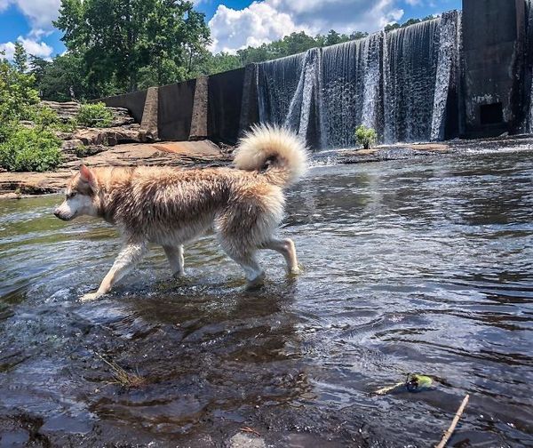 Finding Hope in the Woods: A Heroic Husky Saves Newborn Kittens