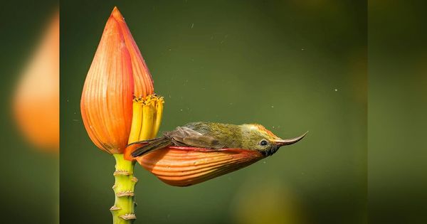 Wildlife Photographer Captures Unforgettable Moment of Bird Bathing in a Flower Petal