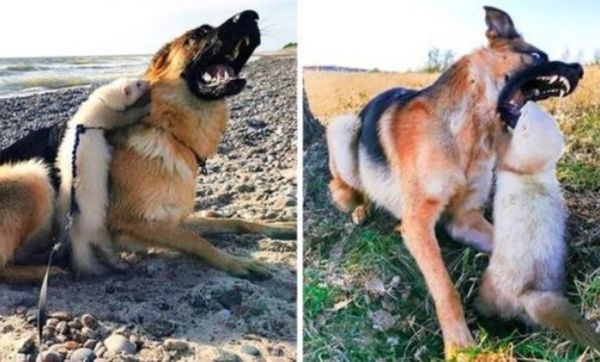 Raising a German Shepherd and a Ferret: A Heartwarming Friendship