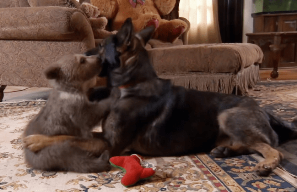 A Special Friendship: When a Bear Cub Met a Dog