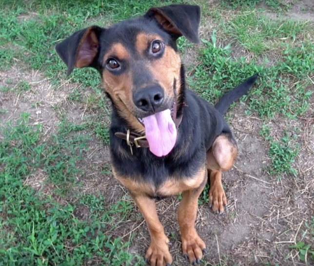 A Heartwarming Rescue Story: Injured Dog Finds Love and Care