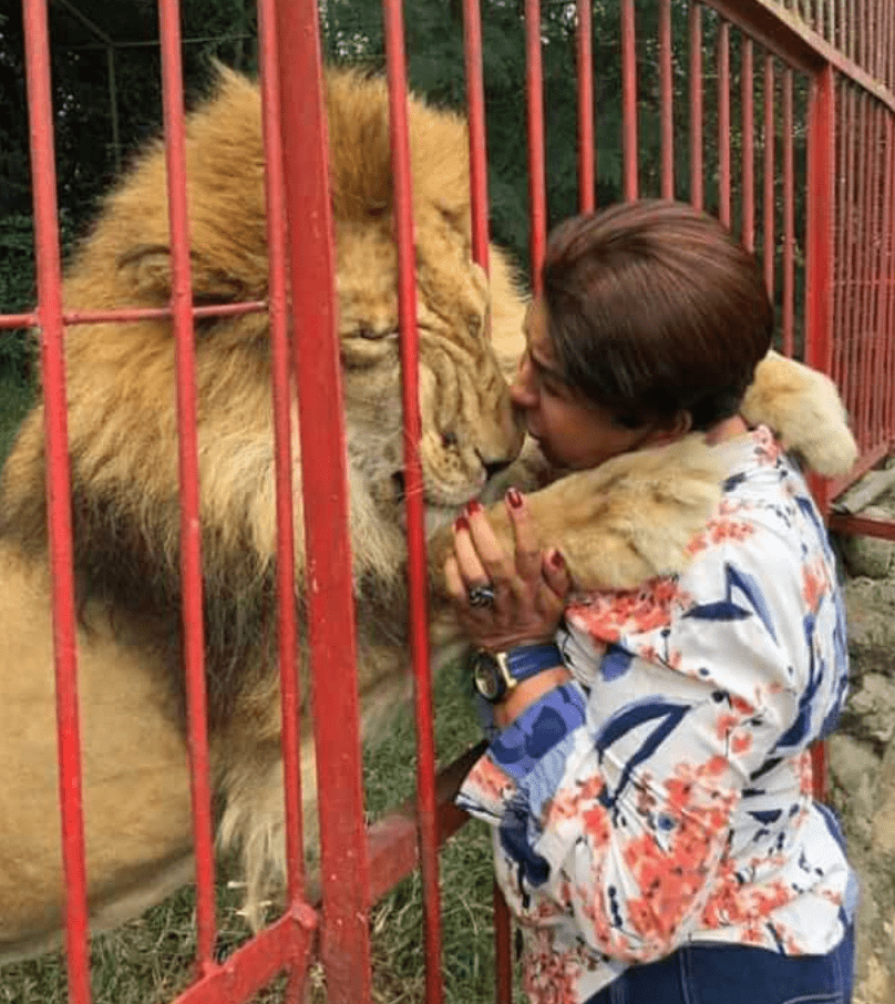 A Touching Story of Connection: The Last Meeting of a Rescued Lion and His Savior