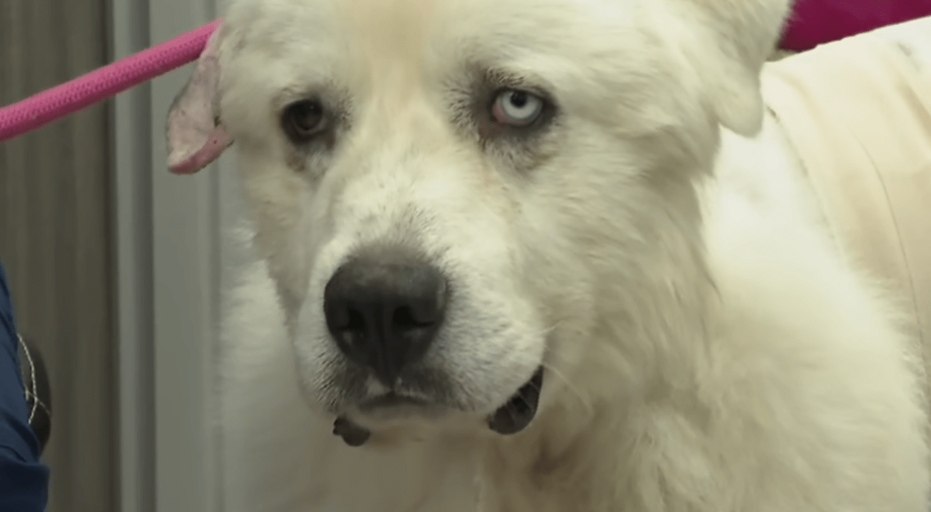 Heroic Herding Dog Saves Sheep from Coyotes