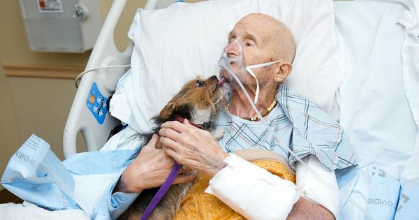 A Heartwarming Farewell: Dying Veteran in Hospice Reunites with Beloved Dog One Last Time