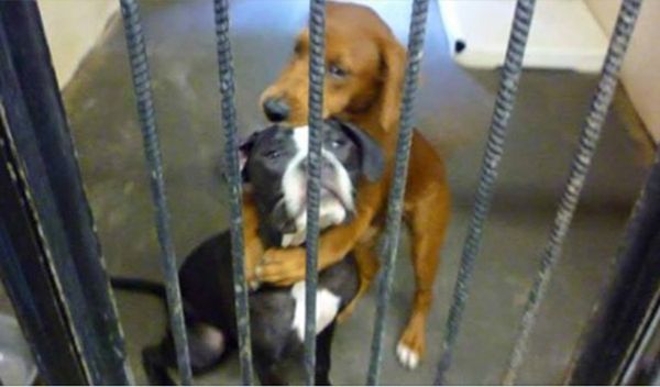 Two Shelter Puppies Find a Second Chance at Life – A Heartwarming Tale