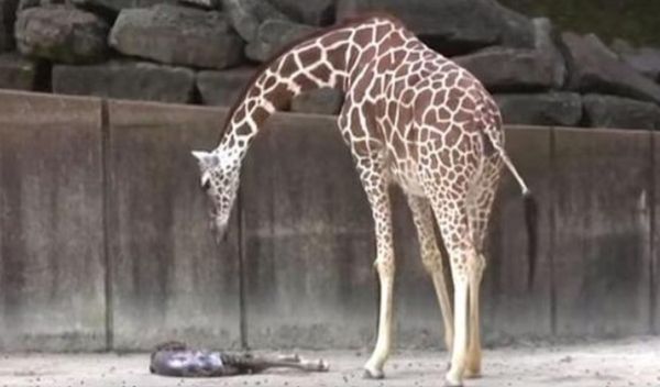 A Heartwarming Moment: Mama Giraffe Welcomes Her Newborn Baby