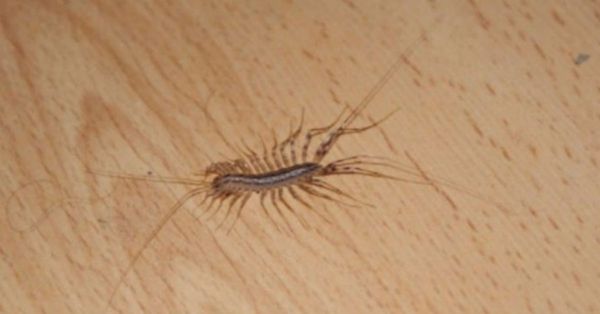 Why You Should Never Ever Kill a House Centipede If You Find One Inside Your Home