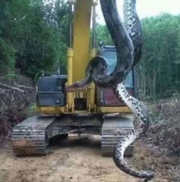 ‘Such a monster!’ A Massive Snake Discovered Near a Creek in South Carolina