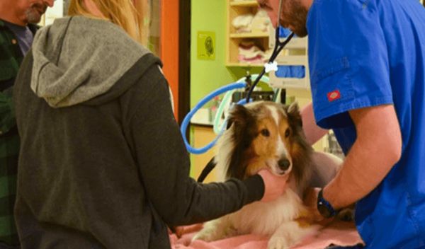 The Miracle of Ollie: A Dog’s Near-Death Experience and a Vet’s Last-Minute Save