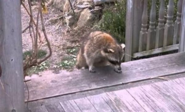 A Heartwarming Story: A Blind Raccoon Finds Love and Friendship