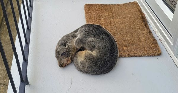 Family Discovers a Surprise Visitor on Their Porch: A Seal Pup!