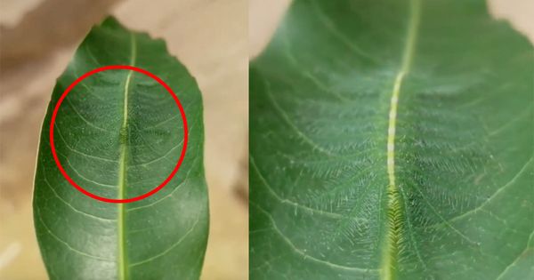 Can You Find the Amazingly Camouflaged Caterpillar Hiding in the Leaf?