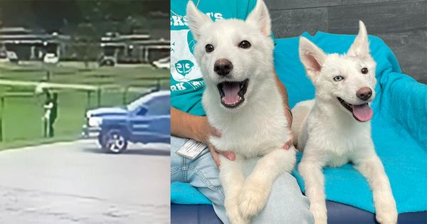 Incredible Recovery and Adoption: Husky Puppies Abandoned but Find a Loving Home