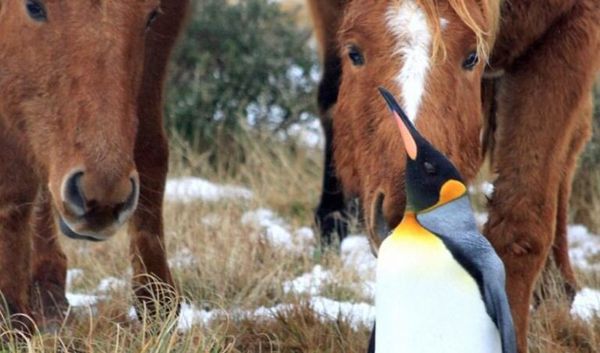 A Surprising Friendship: Horses Find a Companion in a Lost Penguin