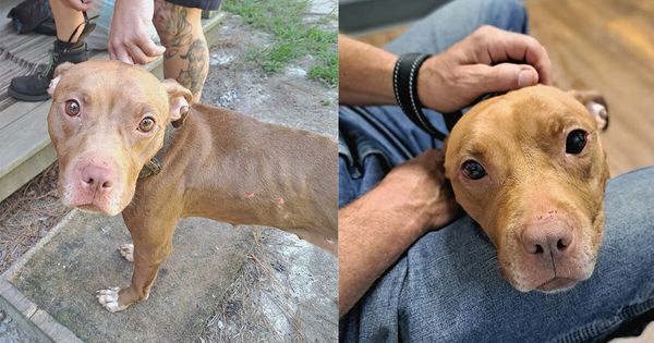 FedEx Driver Saves Emaciated Pit Bulls and Changes Their Lives