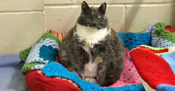 The Heartwarming Tale of Mitzi, Britain’s Fattest Cat