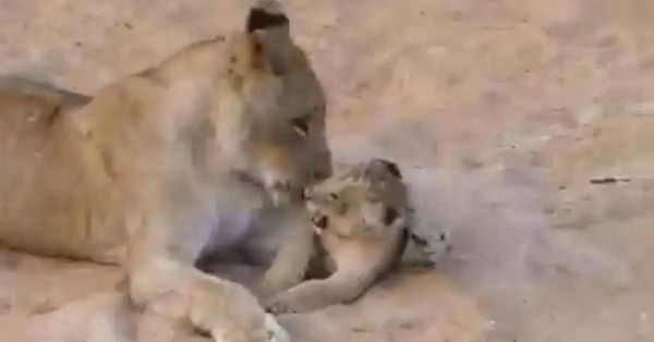 The Heartwarming Video of Mama Lion and Her Cub