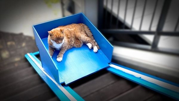 The kind pet owner constructed an elevator for his cat