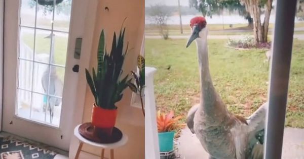 Friendly Crane Builds Friendship with Homeowner