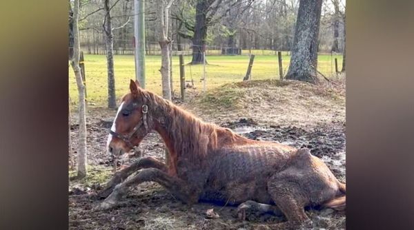 A Miraculous Transformation: Dasher the Horse Defies the Odds