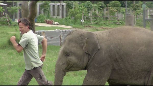 Baby Elephants and Their Heartwarming Greetings