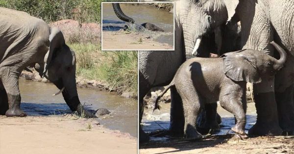 Mom Elephant Rescues Her Baby in a Daring River Adventure