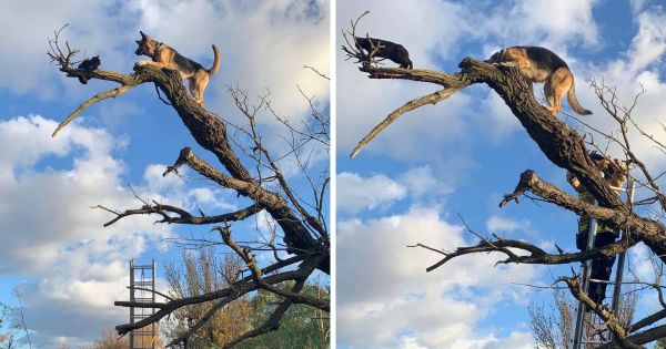 Woof Woof! When Dogs Take Tree Climbing to a Whole New Level