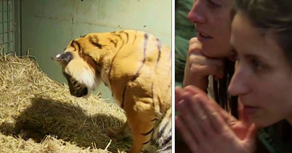 Saving Cubs: A Story of a Tiger Mom’s Unbreakable Love