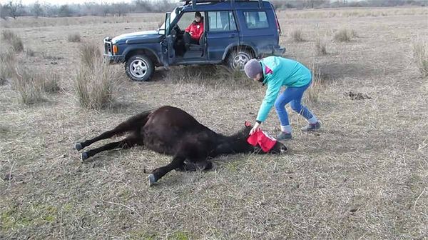 A Touching Encounter: A Wild Horse Finds Freedom and Thanks His Rescuer