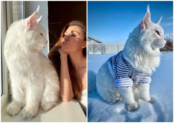 The World’s Tallest and Heaviest Cat: Meet Kefir, the Gentle Giant