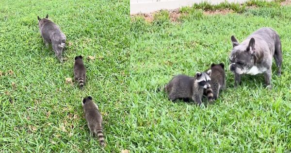 Adorable baby raccoons find an unexpected dad in a French bulldog!