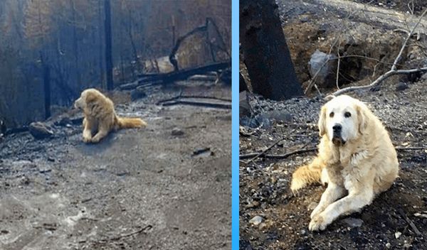 Family Discovers Dog Survived Fire