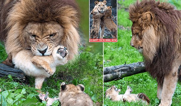 Singa the Lion: A Loving Father’s Adventure with Five Naughty Cubs