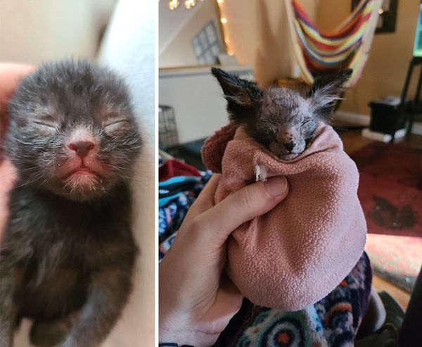 Werewolf Cat: A Rare and Fascinating Feline Mutation