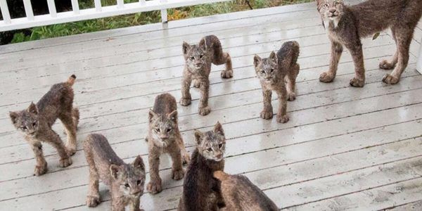 A Memorable Morning Encounter with a Family of Lynxes