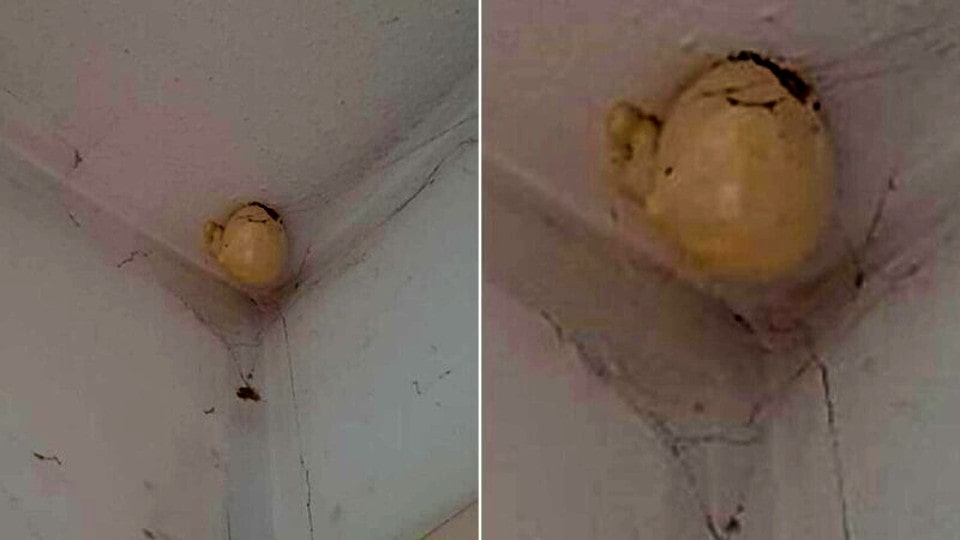 The Mysterious “Egg” on the Ceiling: A Tale of Internet Speculation